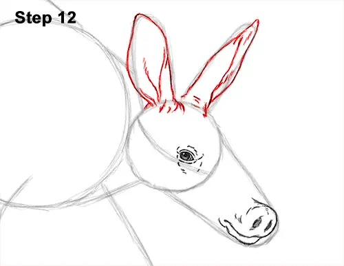 How to Draw an Aardvark Anteater Walking 12