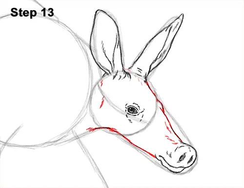 How to Draw an Aardvark Anteater Walking 13