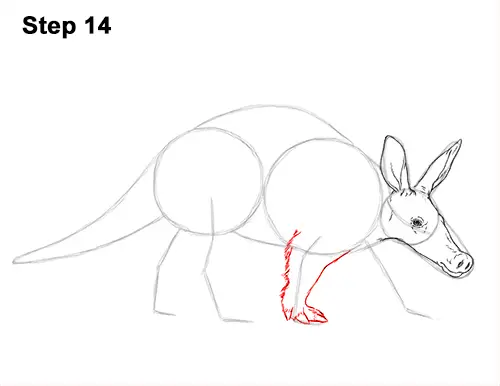 How to Draw an Aardvark Anteater Walking 14