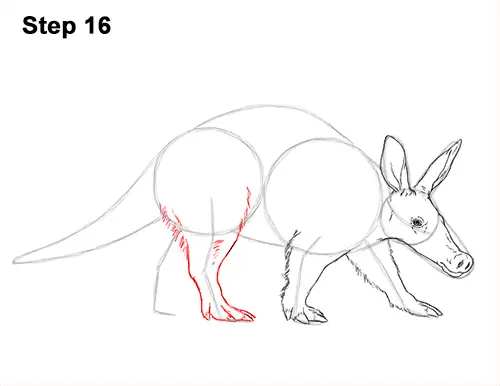 How to Draw an Aardvark Anteater Walking 16