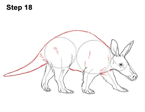 How to Draw an Aardvark Anteater Walking 18