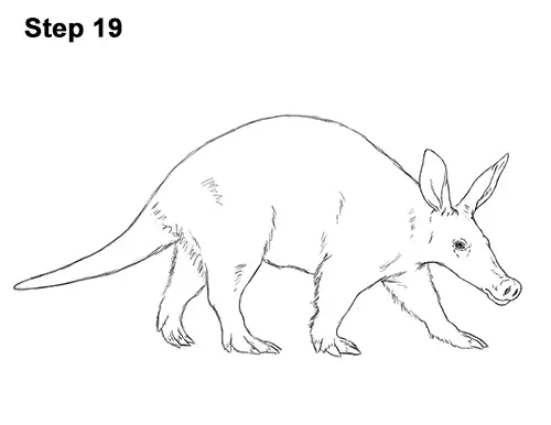 How to Draw an Aardvark Anteater Walking 19