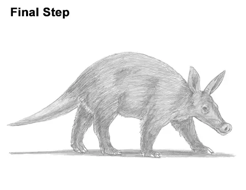 How to Draw an Aardvark Anteater Walking