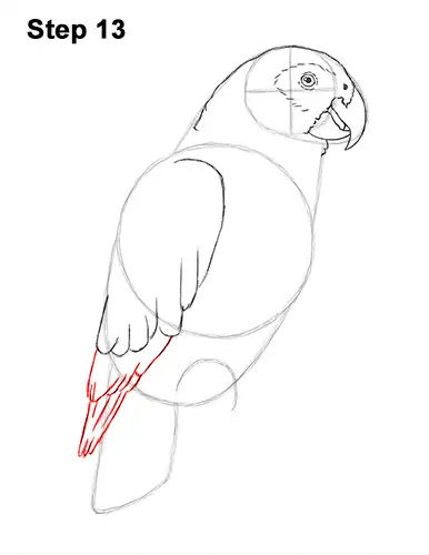 How to Draw African Congo Grey Parrot Bird 13