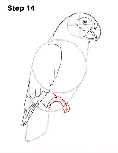 How to Draw African Congo Grey Parrot Bird 14
