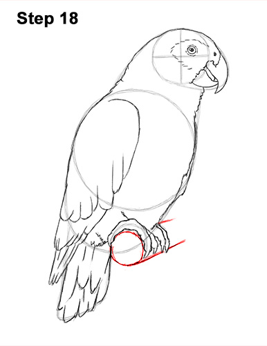 How to Draw African Congo Grey Parrot Bird 18