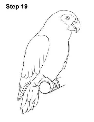 How to Draw African Congo Grey Parrot Bird 19