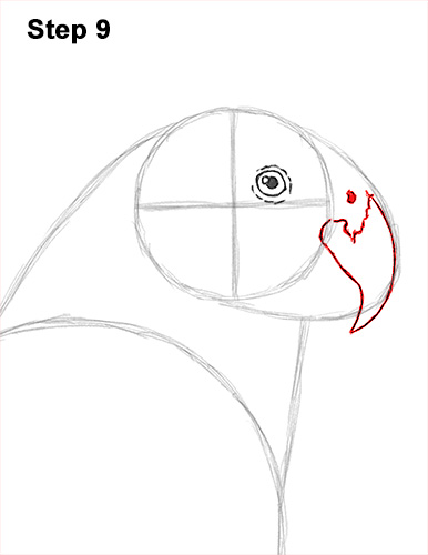 How to Draw African Congo Grey Parrot Bird 9