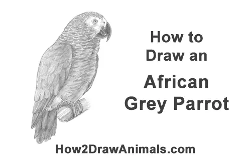 How to Draw African Congo Grey Parrot Bird