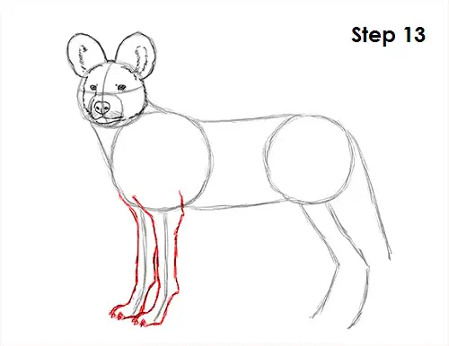 Draw African Wild Dog 13