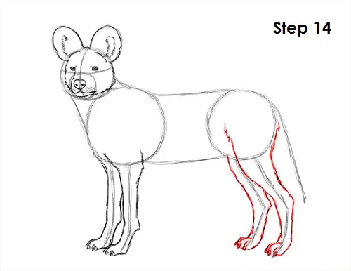 Draw African Wild Dog 14