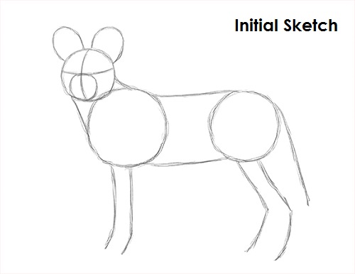 Draw African Wild Dog Sketch