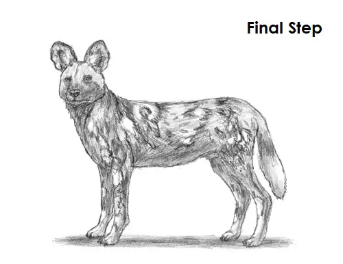Draw African Wild Dog Final