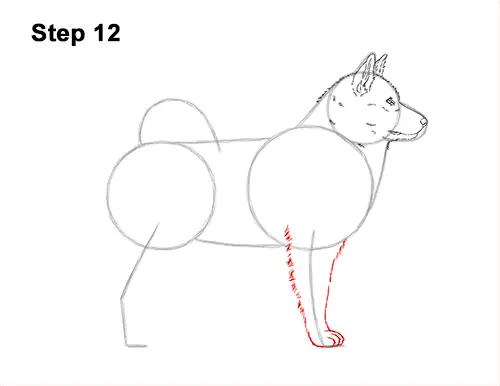 How to Draw an Alaskan Malamute Puppy Dog Side View 12