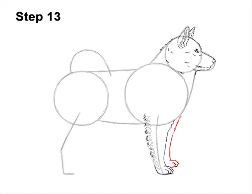 How to Draw an Alaskan Malamute Puppy Dog Side View 13