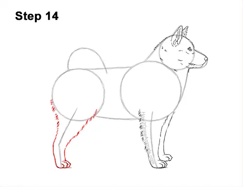 How to Draw an Alaskan Malamute Puppy Dog Side View 14