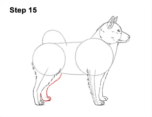 How to Draw an Alaskan Malamute Puppy Dog Side View 15
