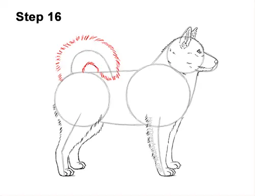 How to Draw an Alaskan Malamute Puppy Dog Side View 16
