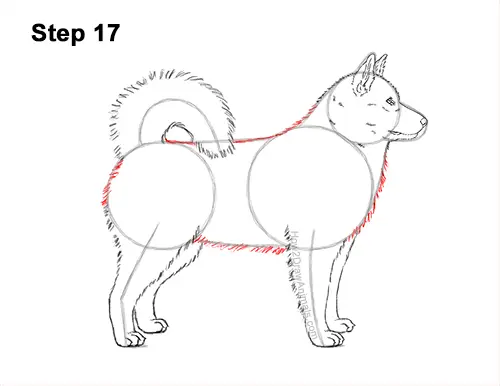 How to Draw an Alaskan Malamute Puppy Dog Side View 17