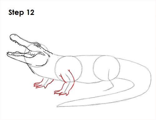 Draw Alligator 12