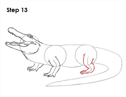 Draw Alligator 13