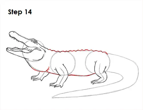 Draw Alligator 14