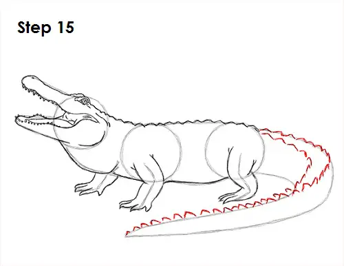 Draw Alligator 15