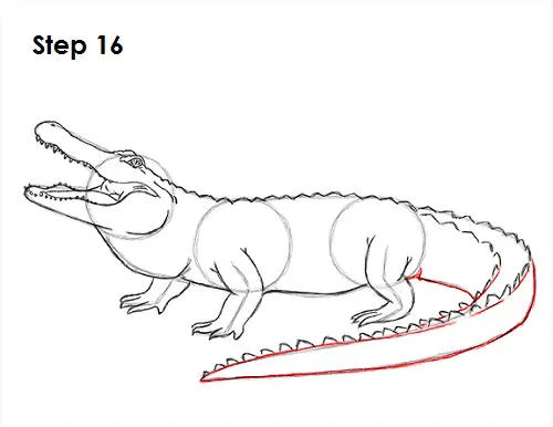 Draw Alligator 16