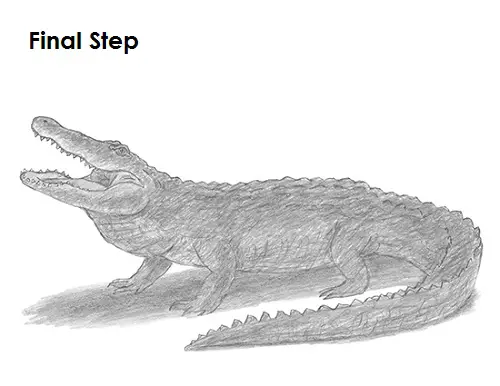 Draw Alligator