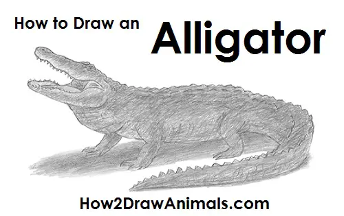 Draw Alligator