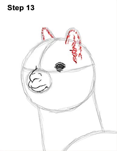 How to Draw an Alpaca Llama 13