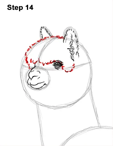 How to Draw an Alpaca Llama 14