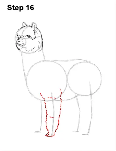 How to Draw an Alpaca Llama 16