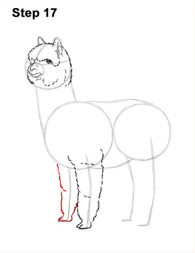 How to Draw an Alpaca Llama 17