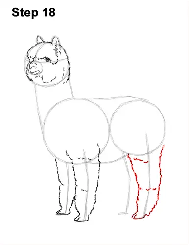 How to Draw an Alpaca Llama 18