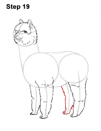 How to Draw an Alpaca Llama 19