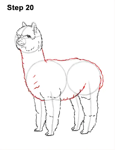How to Draw an Alpaca Llama 20