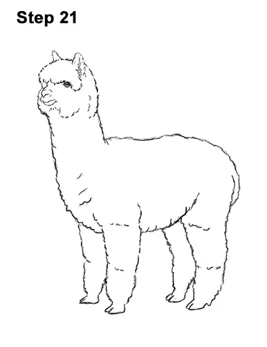 How to Draw an Alpaca Llama 21