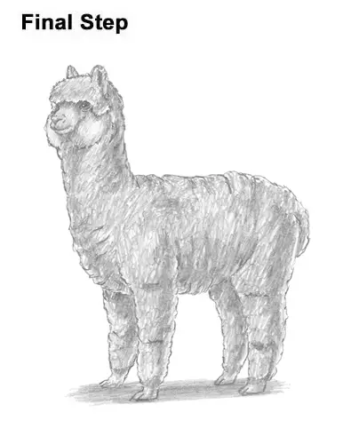 How to Draw an Alpaca Llama