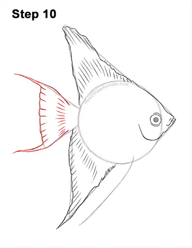 How to Draw an Altum Angelfish Blue Zebra Fish 10