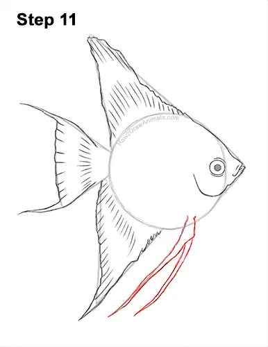 How to Draw an Altum Angelfish Blue Zebra Fish 11