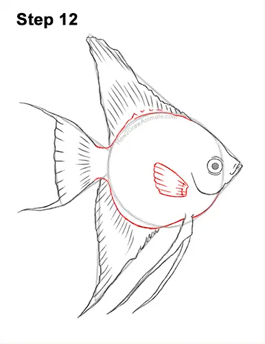 How to Draw an Altum Angelfish Blue Zebra Fish 12