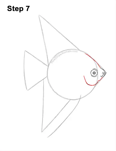 How to Draw an Altum Angelfish Blue Zebra Fish 7