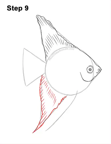 How to Draw an Altum Angelfish Blue Zebra Fish 9