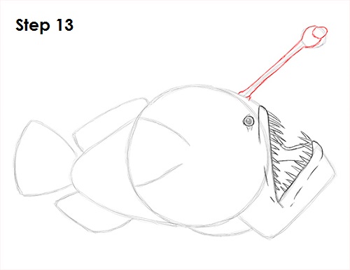 Draw Anglerfish 13