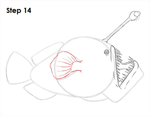 Draw Anglerfish 14