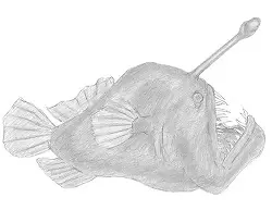 How to draw an Anglerfish angler