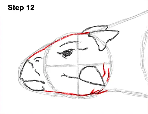 Draw Ankylosaurus Dinosaur 12
