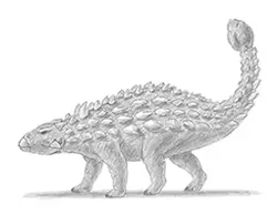 How to Draw an Ankylosaurus Dinosaur