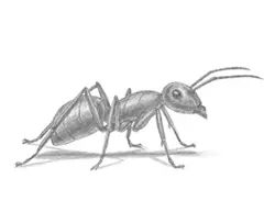 How to draw a Carpenter Ant